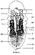 Syndesmis mammilata