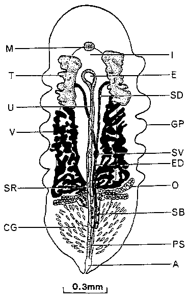 Syndesmis mammilata