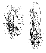 Syndisyrinx atriovillosa