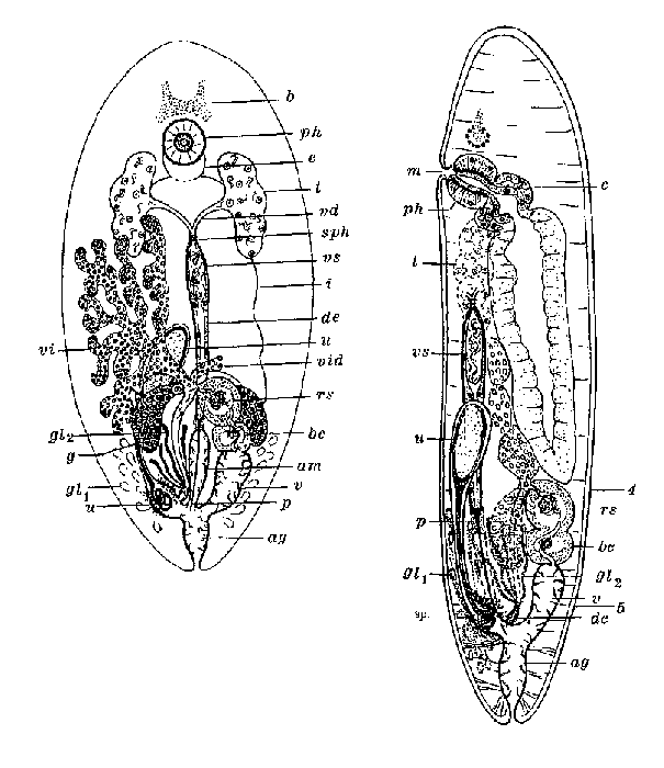 Syndisyrinx atriovillosa