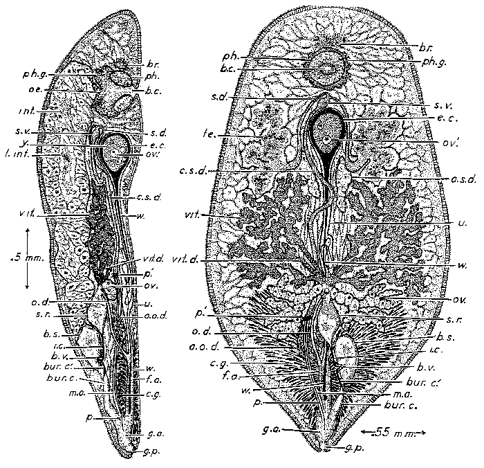 Syndisyrinx franciscana