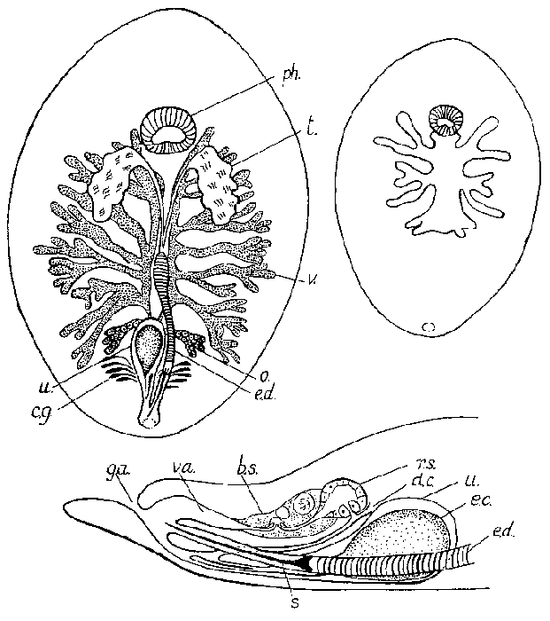 Syndisyrinx pallida