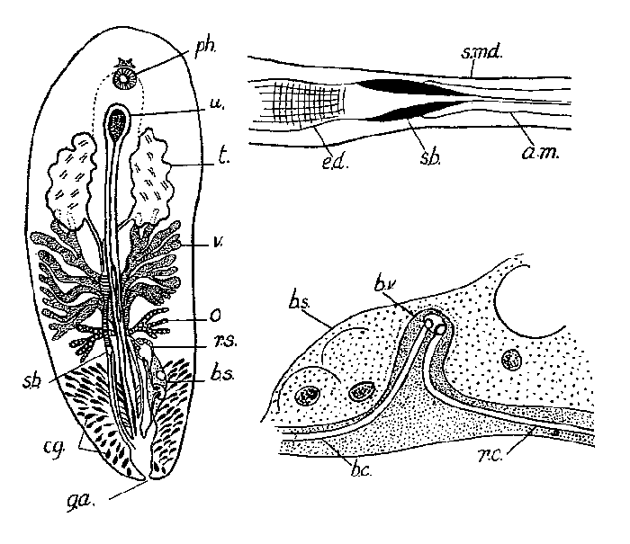 Syndisyrinx punicea