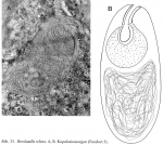 Bresslauilla relicta