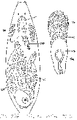 Bresslauilla relicta