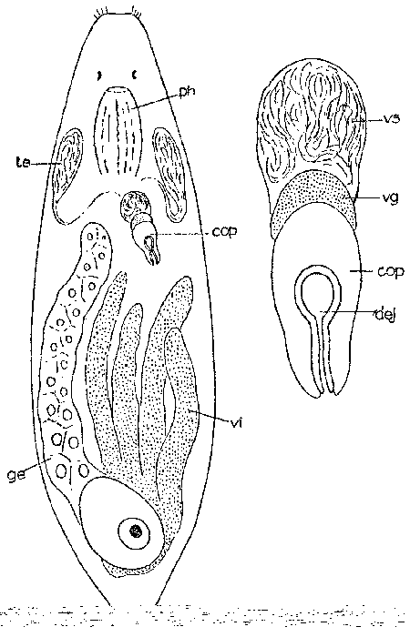 Bresslauilla relicta