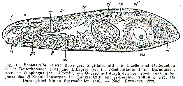 Bresslauilla relicta