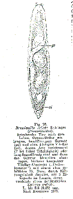 Bresslauilla relicta