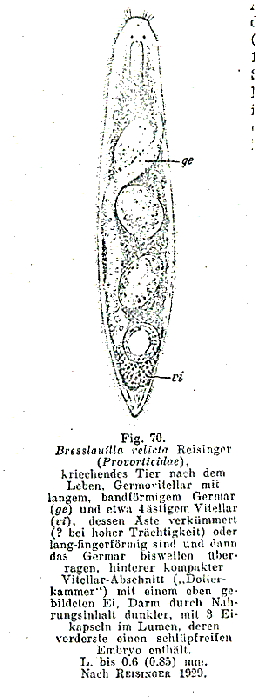 Bresslauilla relicta