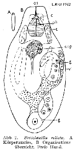 Bresslauilla relicta