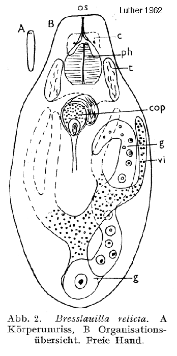 Bresslauilla relicta