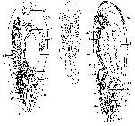 Monticellina longituba