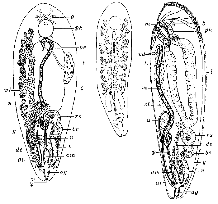 Monticellina longituba