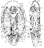 Notothrix inquilina