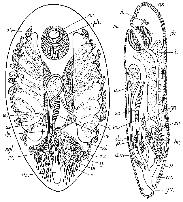 Notothrix inquilina