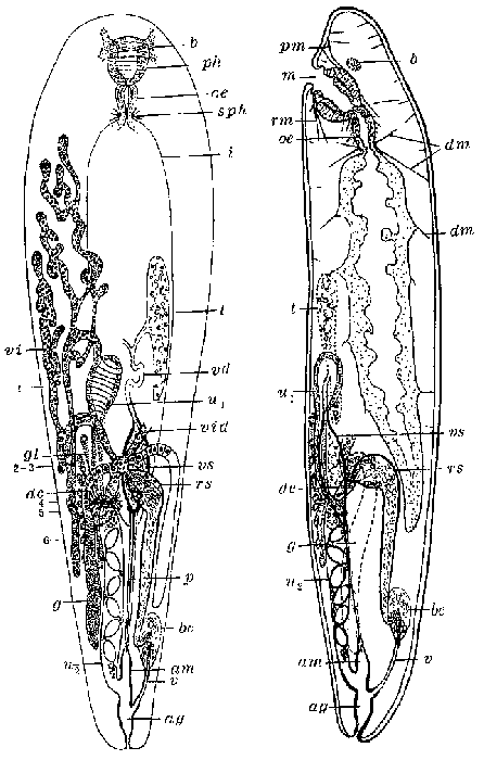 Seritia elegans