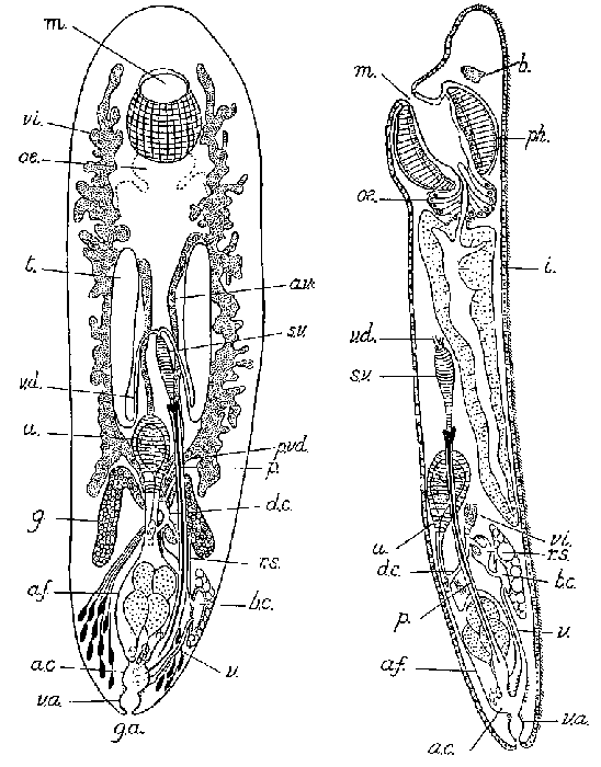 Seritia striata