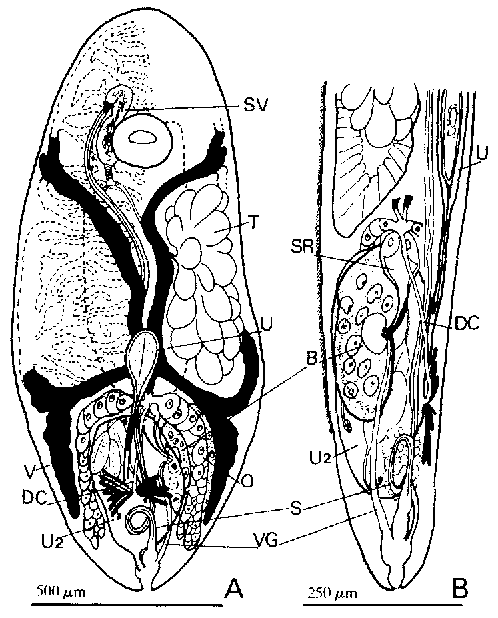 Wahlia stichopi