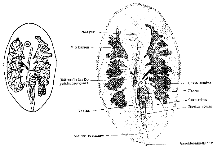 Anoplodiopsis gracilis