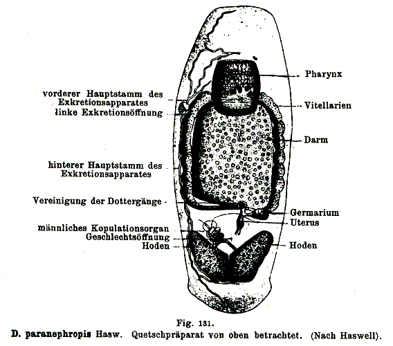 Didymorchis paranephropis