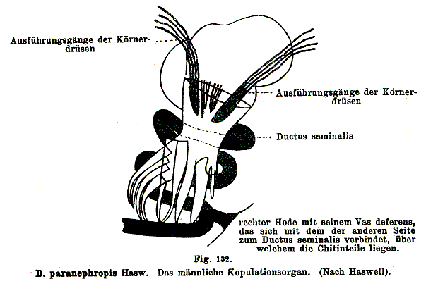 Didymorchis paranephropis