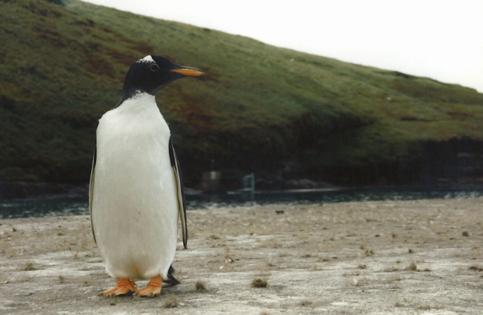Gentoo penguin Gentoo penguin
