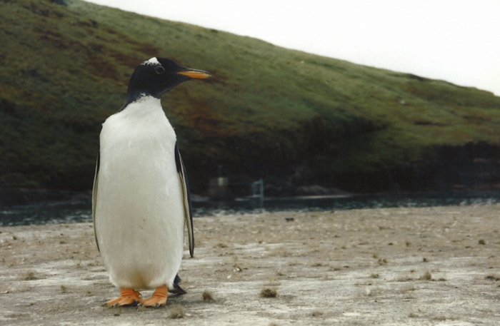 Gentoo penguin