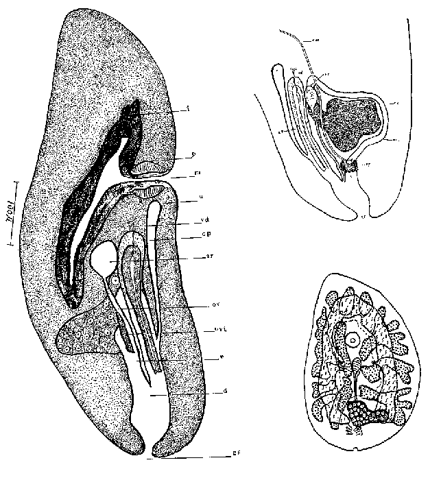 Macrogynium ovalis