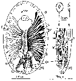 Paranotothrix queenslandicus