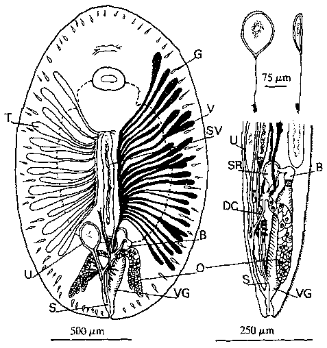 Paranotothrix queenslandicus