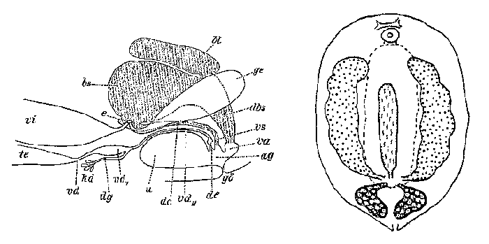 Collastoma monorchis