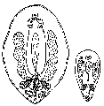 Platyhelminthes (flatworms)