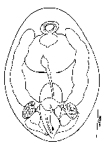 Collastoma kozloffi