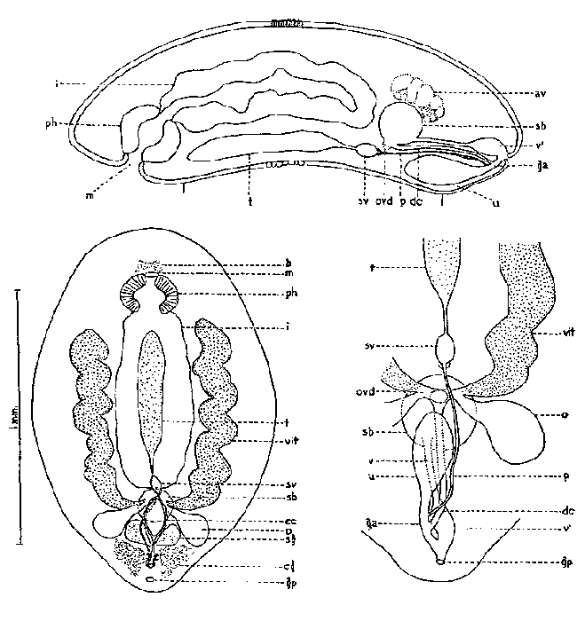 Collastoma pacificum