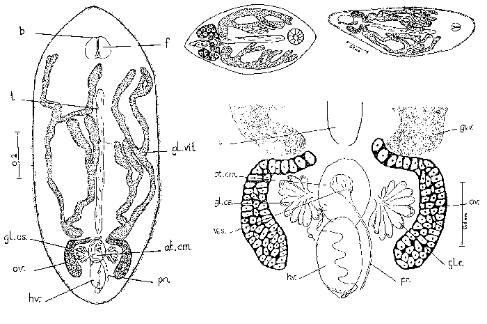 Collastoma wahli