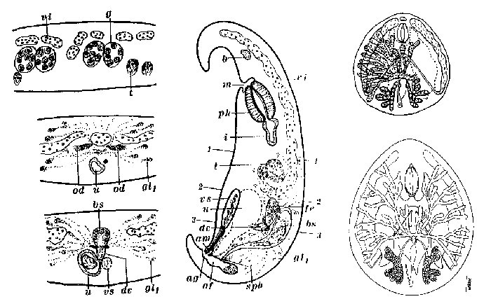 Desmote vorax