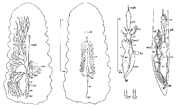 Fallacohospes inchoatus