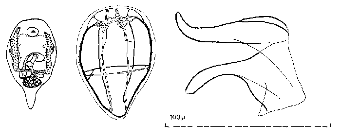 Pterastericola fedotovi