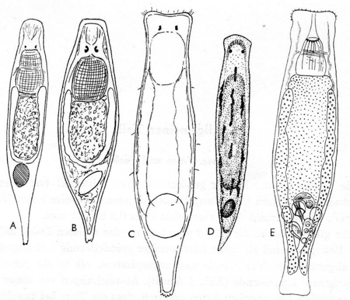 Dalyelliidae