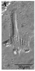 Castrella truncata