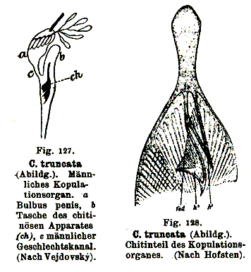 Castrella (Castrella) truncata