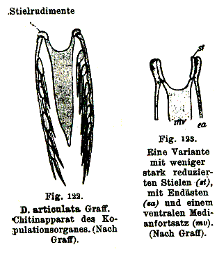 Dalyellia articulata