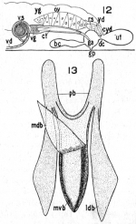 Dalyellia aspinosa