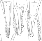 Microdalyellia brevispina