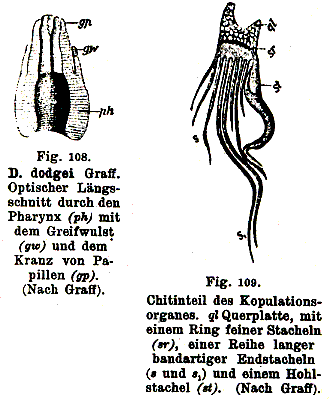 Dalyellia dodgei