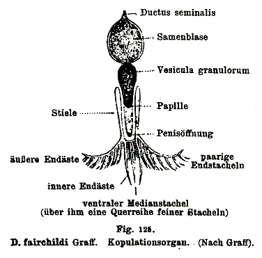 Dalyellia fairchildi