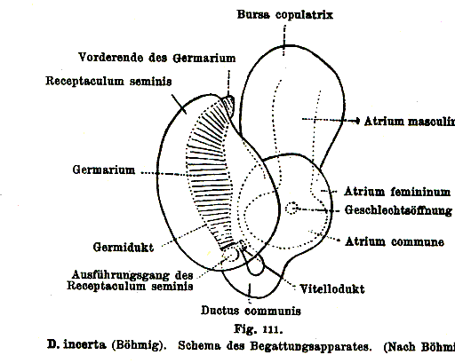 Dalyellia incerta