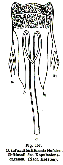 Dalyellia infundibuliformis