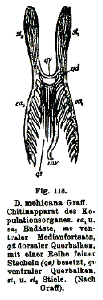 Dalyellia mohicana