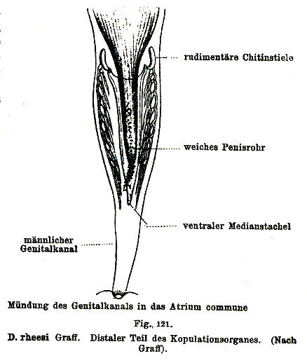 Dalyellia rheesi